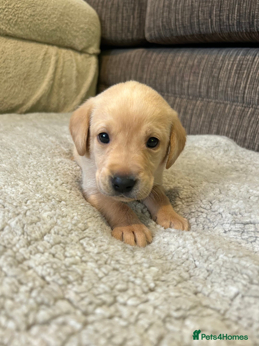 Labrador Retriever dogs for sale: Labrador puppies  - Image 36