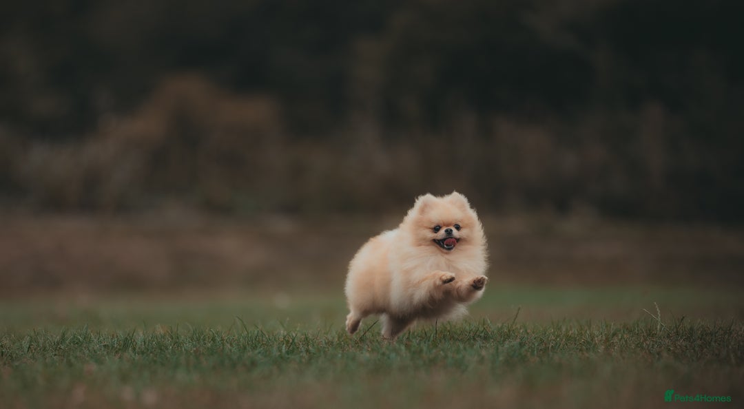 Pomeranian dogs for stud: Prince George Bridgeton 👑 - Advert 14