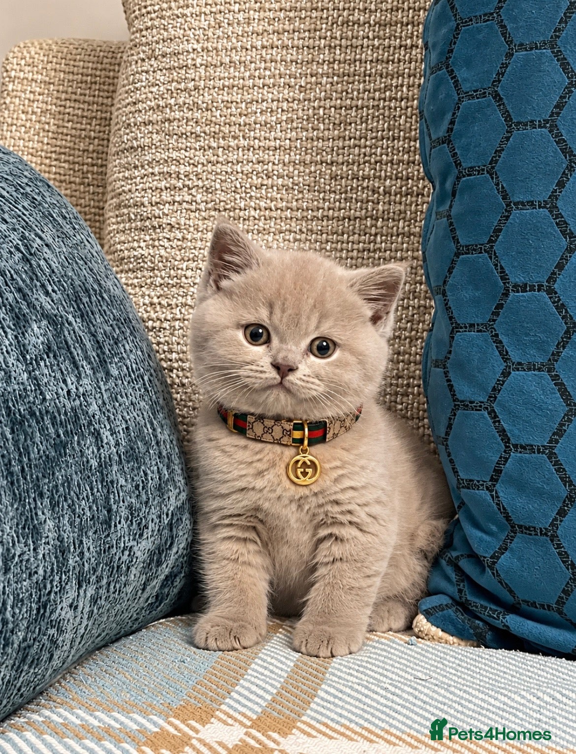 British Shorthair cats for sale: 100% PURE champion bsh kitten  - Advert 9