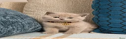 British Shorthair cats for sale: 100% PURE champion bsh kitten  - Advert 1
