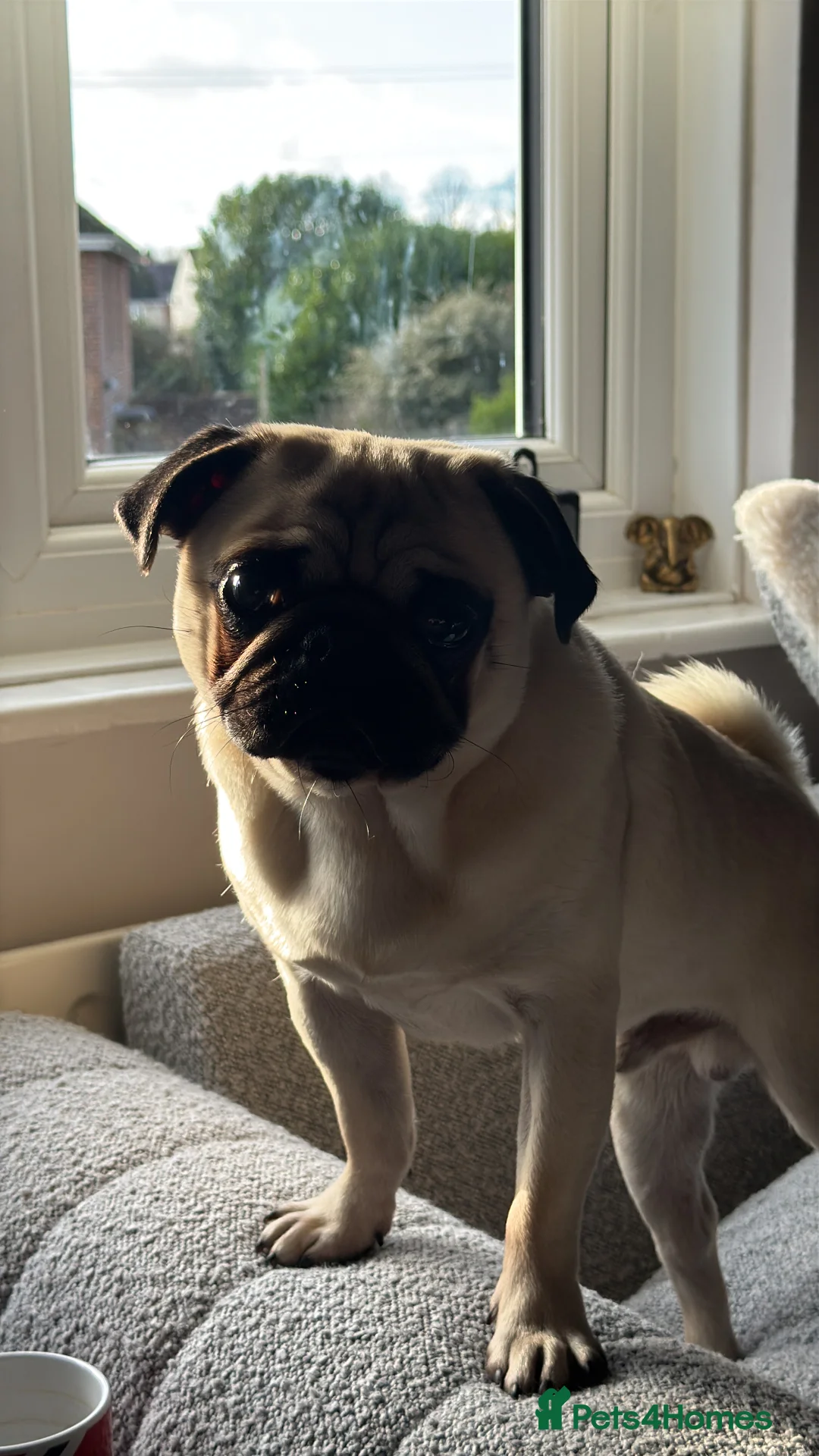 Pug dogs for stud: KC registered stud pug Bob - Advert 7