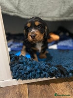 Cocker Spaniel dogs 2 super Black and Tan boy cocker spaniel puppies - Advert 3