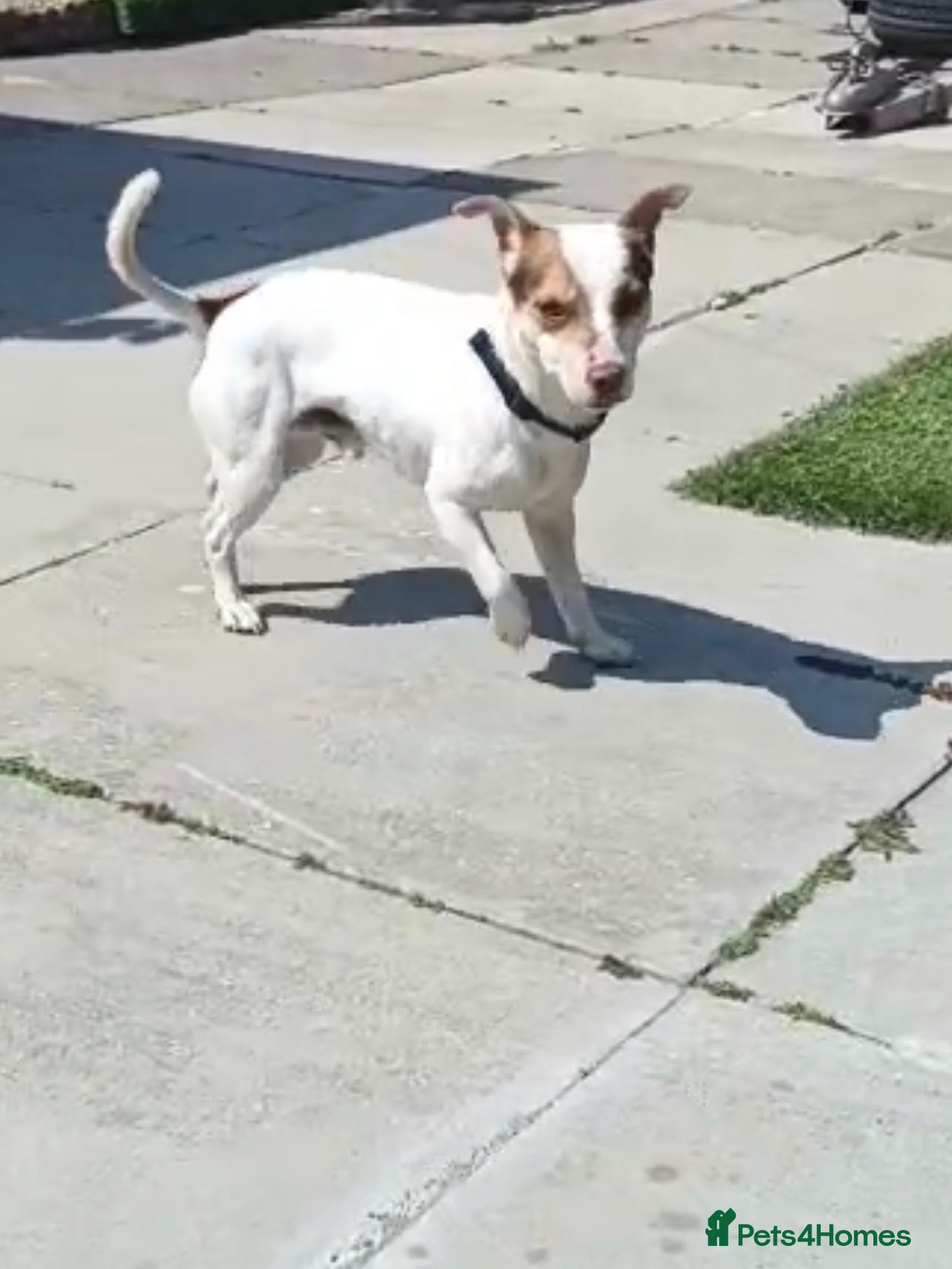Jack Russell dogs Milo Jackson Russel  - Advert 6
