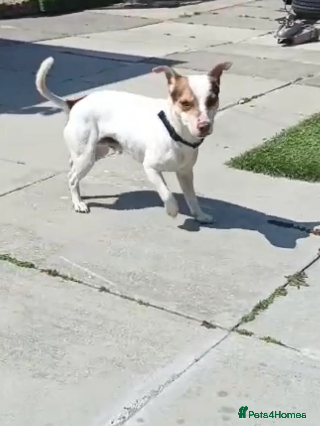 Jack Russell dogs for sale: Milo Jackson Russel  - Advert 1