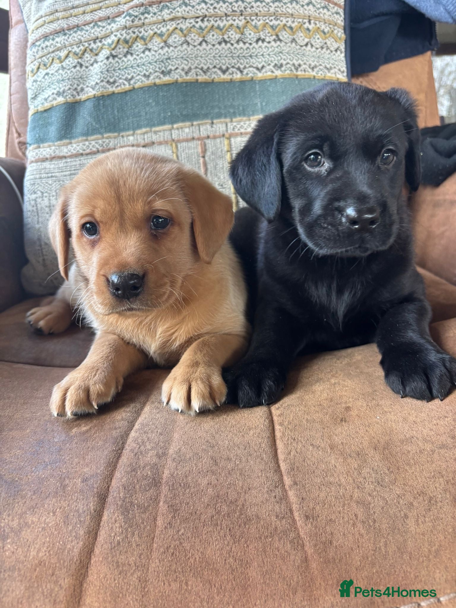 Labrador Retriever dogs Beautiful Labrador Puppies - Advert 1