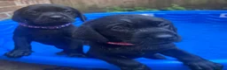 Labrador Retriever dogs for sale: Labrador Retriever KC puppies - Advert 16