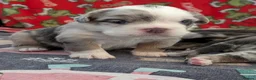 Olde English Bulldogge dogs for sale: Quality Chunky Olde English bulldogge puppies - Advert 12