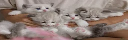 Ragdoll cats for sale: Best Ragdoll kittens - Advert 26