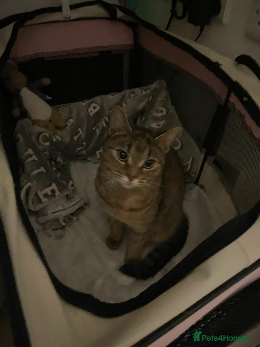 American Shorthair cats for sale: 3 adorable kittens looking for a loving home  - Advert 10