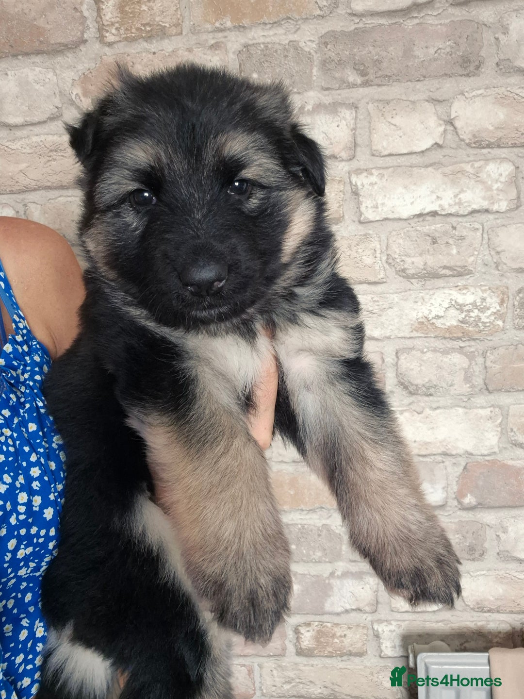 German Shepherd dogs for sale: Stunning chunky long haired German Shepherd puppy - Image 6