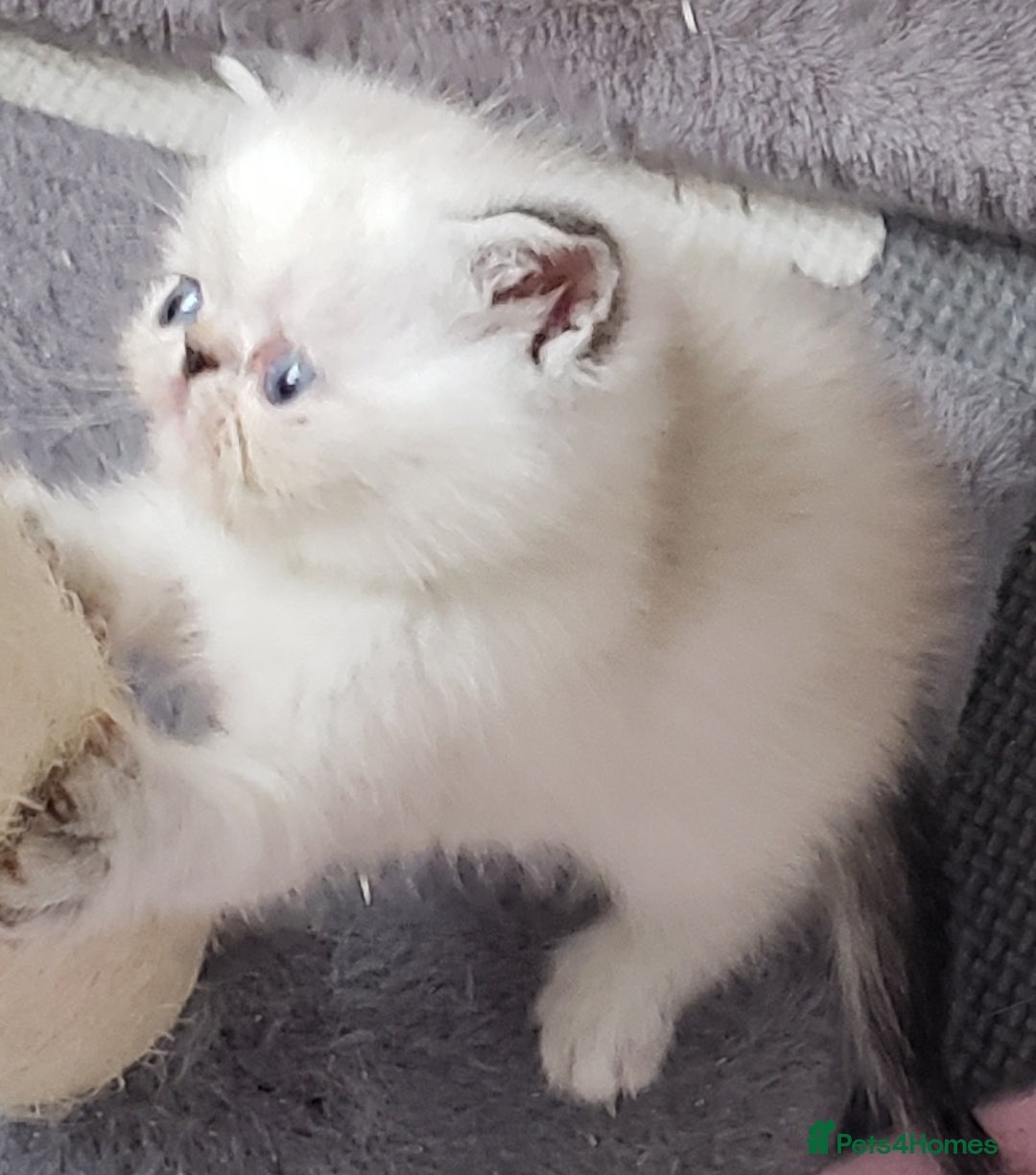 Exotic cats for sale: Fabulous  Colour Point Babies  - Image 4