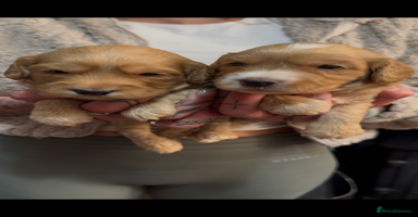 Cockapoo dogs - Advert 9
