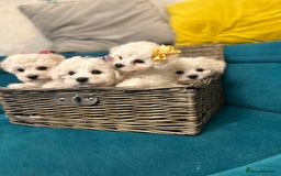 Bichon Frise dogs for sale: ✨ Bichon Frisé Puppies from Champion Bloodlines ✨ - Advert 22