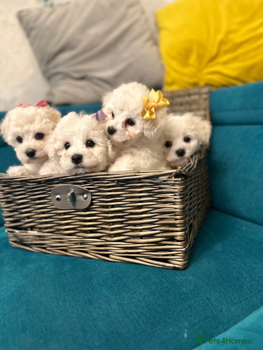 Bichon Frise dogs for sale: ✨ Bichon Frisé Puppies from Champion Bloodlines ✨ - Advert 22