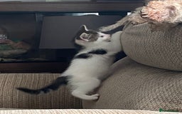 Mixed Breed cats for sale: 7 beautiful kittens - Image 11