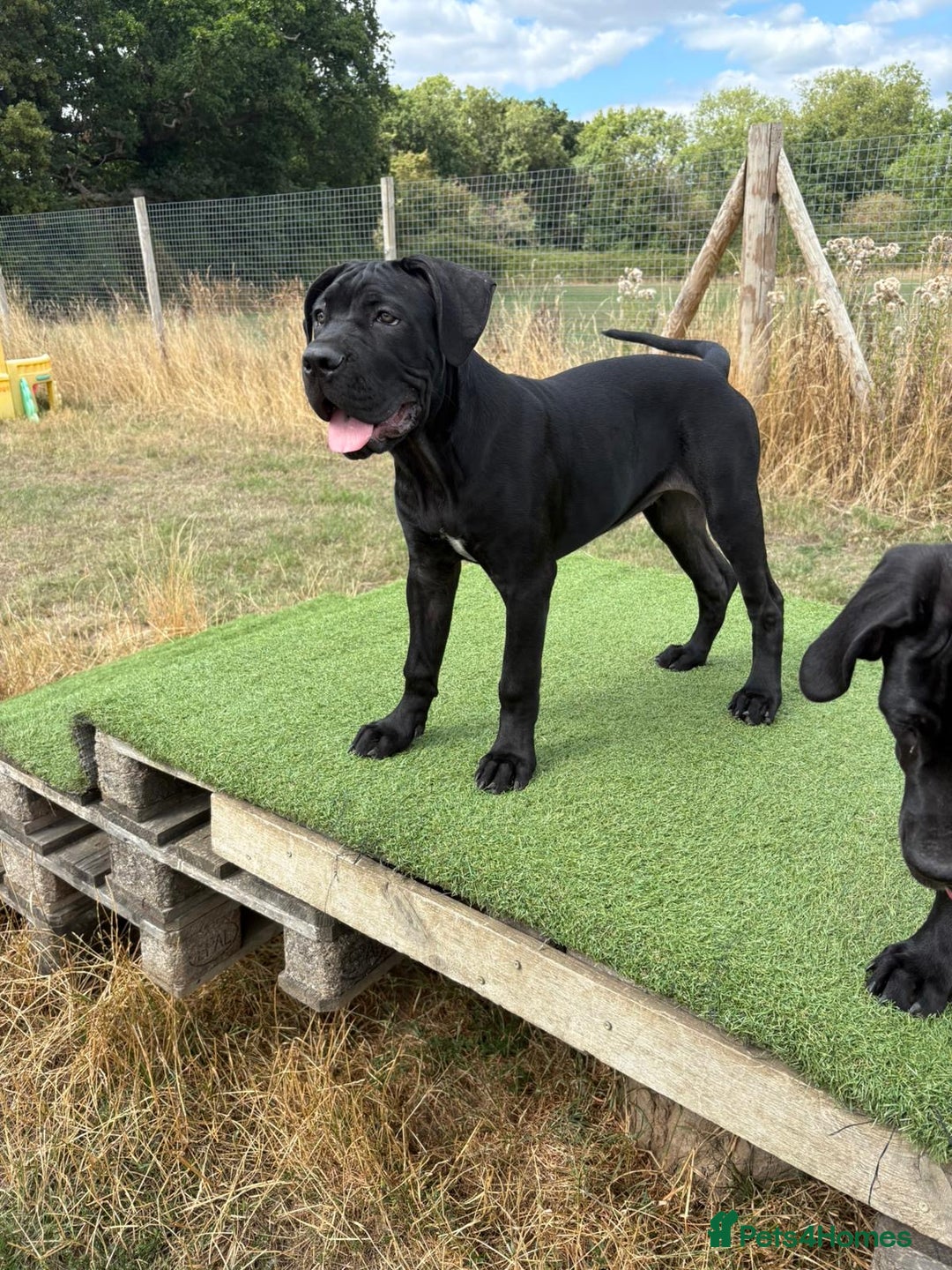 Cane Corso dogs for sale: Stunning Cane Corso Puppies in Wokingham - Image 30
