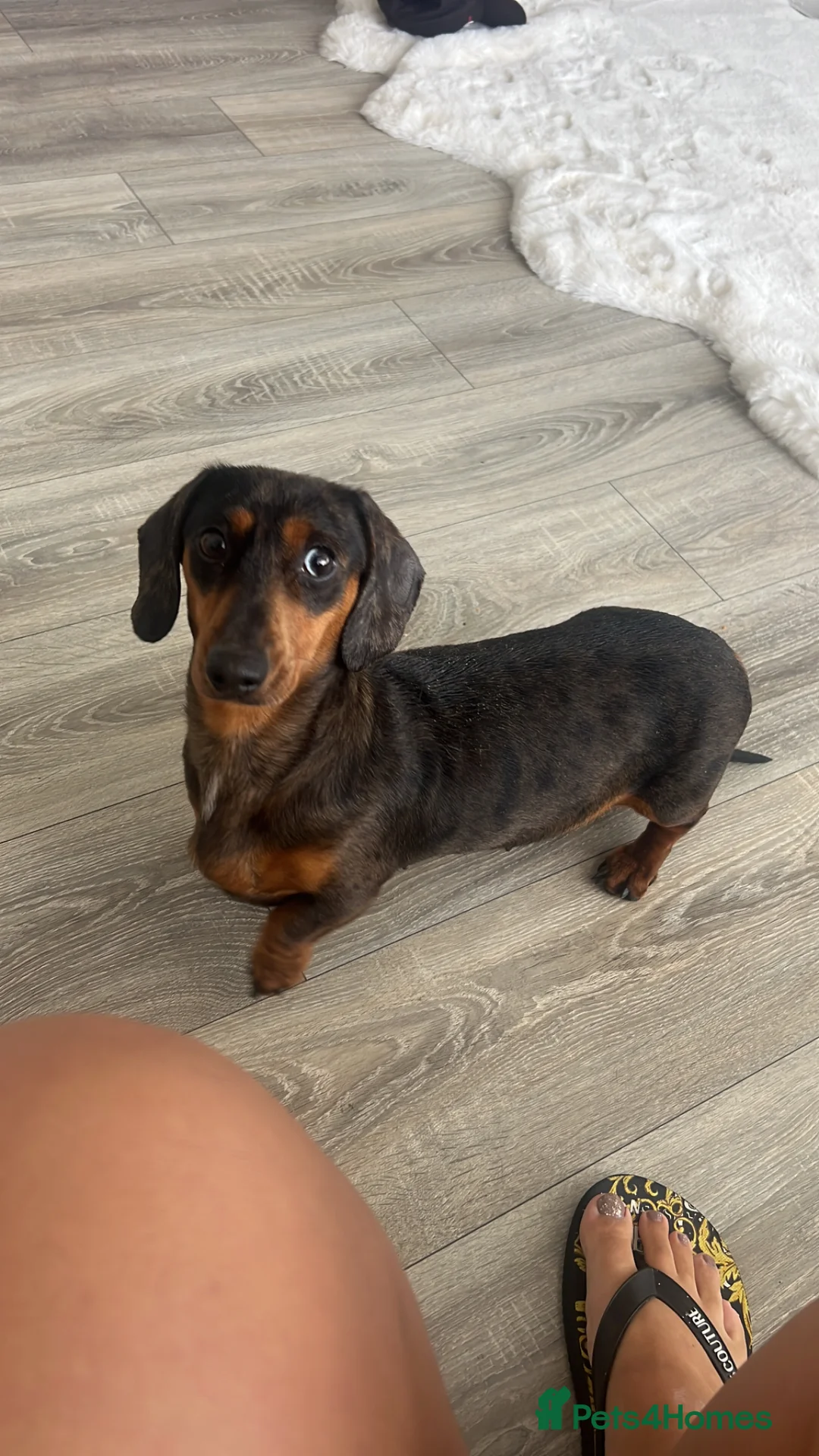 Dachshund dogs for sale: Miniture daschounds   - Advert 2