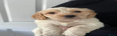 Cockapoo 3