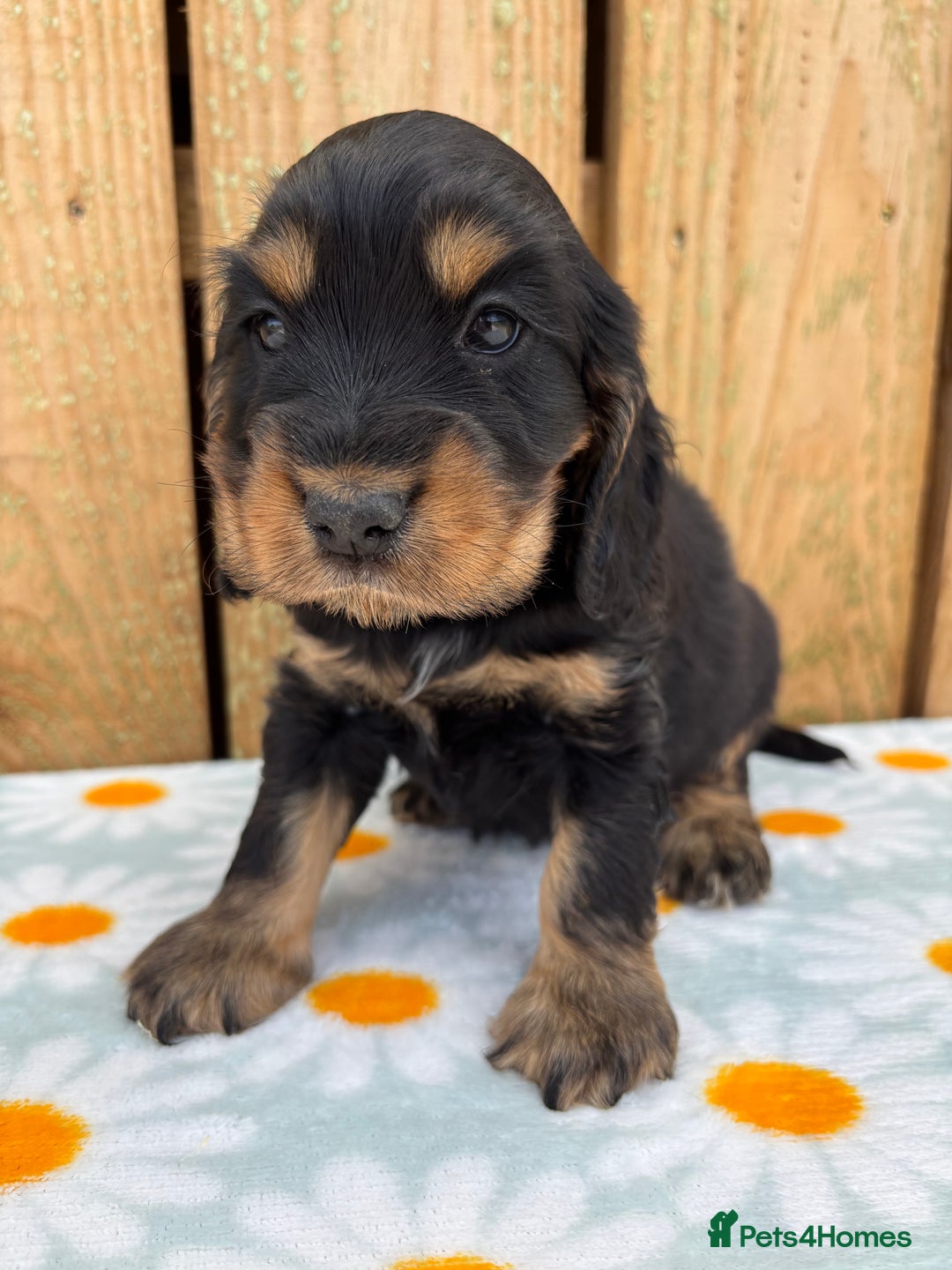 Cocker Spaniel dogs for sale: Ready 30th august import lines  - Image 21