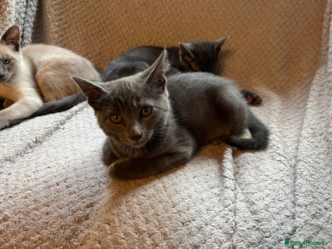 Oriental cats for sale: 5 STUNNING RAGAMESE KITTENS - Image 20