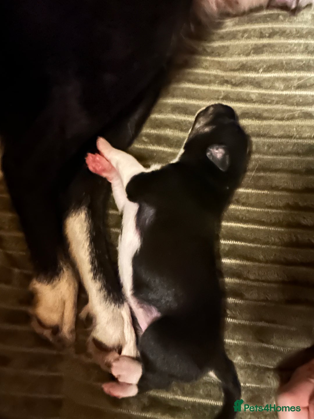 Border Collie dogs for sale: 2 border collie puppies - Advert 14