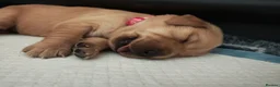 Golden Retriever dogs for sale: READY TO RESERVE  in Bradford - Advert 25
