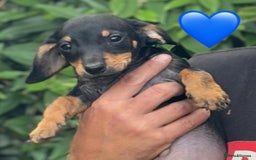Mixed Breed dogs for sale: Jackshund Jack Russell Daschund X Puppies  - Image 3
