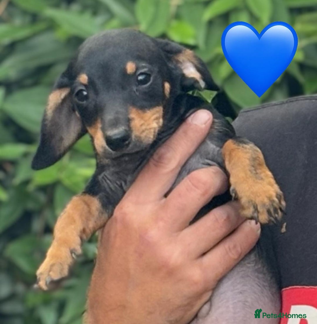 Mixed Breed dogs for sale: Jackshund Jack Russell Daschund X Puppies  - Image 3