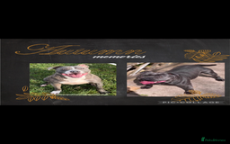 Staffordshire Bull Terrier dogs for sale: Blue Staffordshire Bull Terriers Staffy staffie - Image 7