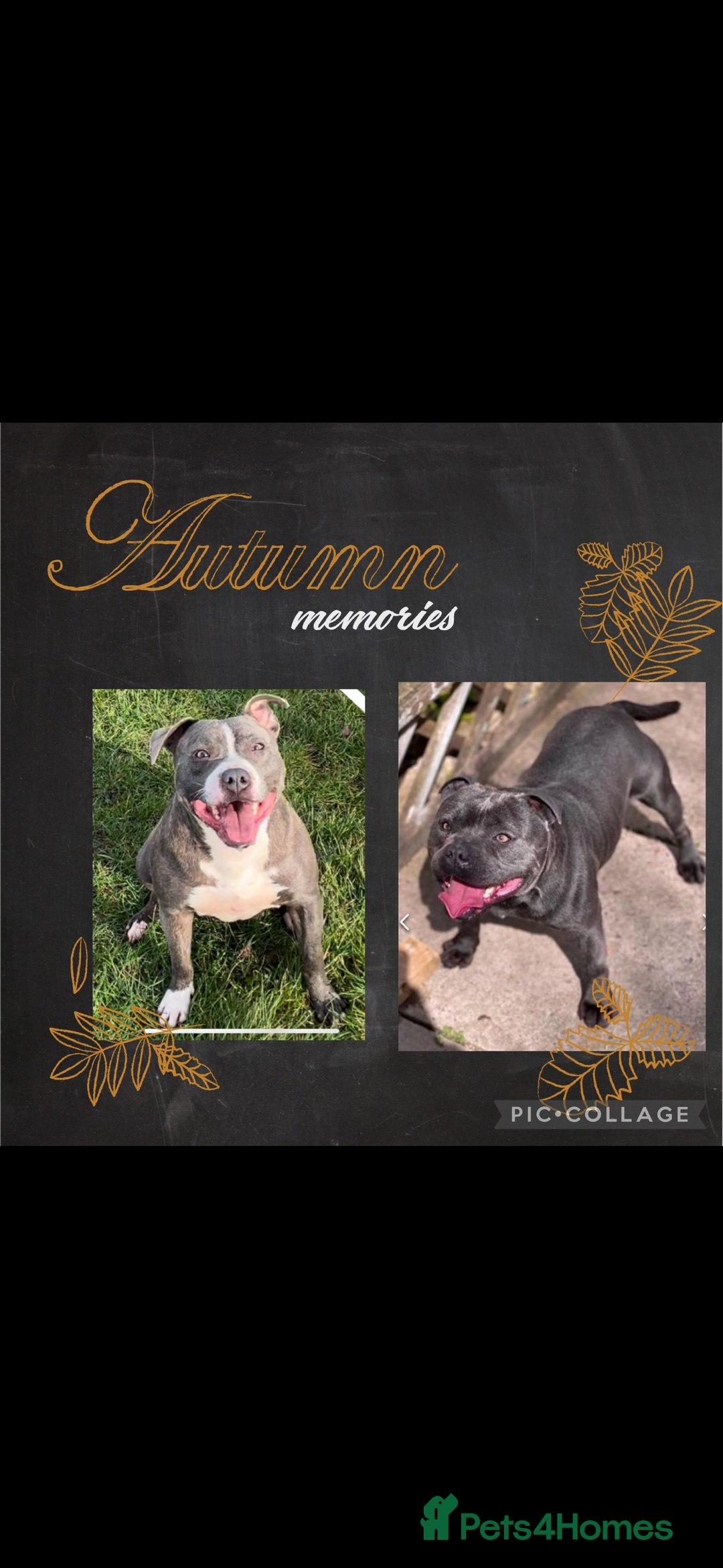 Staffordshire Bull Terrier dogs for sale: Blue Staffordshire Bull Terriers Staffy staffie - Image 7