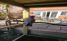 Cockatoo birds for sale: Galah Cockatoo - Advert 4