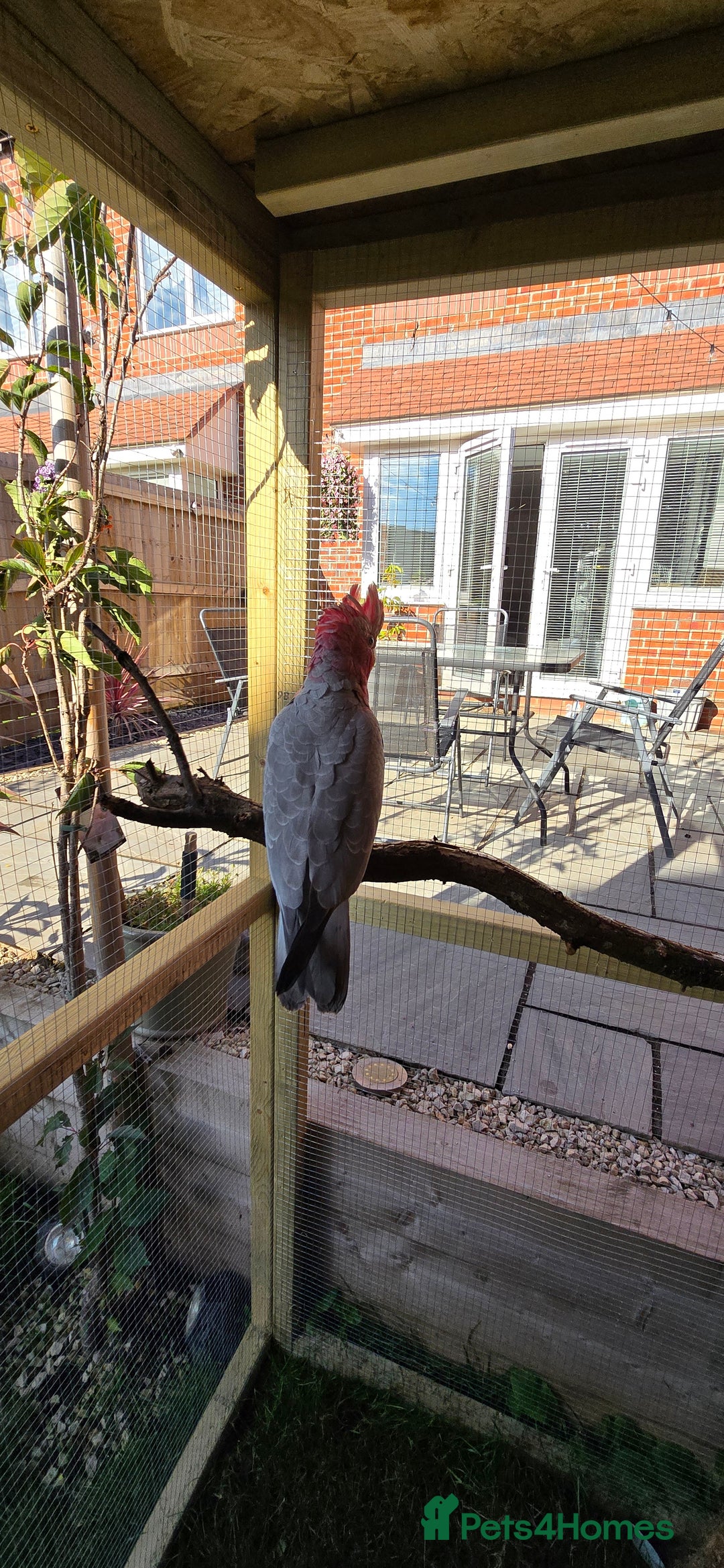 Cockatoo birds for sale: Galah Cockatoo - Advert 4