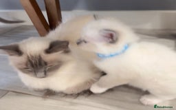 Ragdoll cats for sale: 3 Ragdoll boys - Image 4