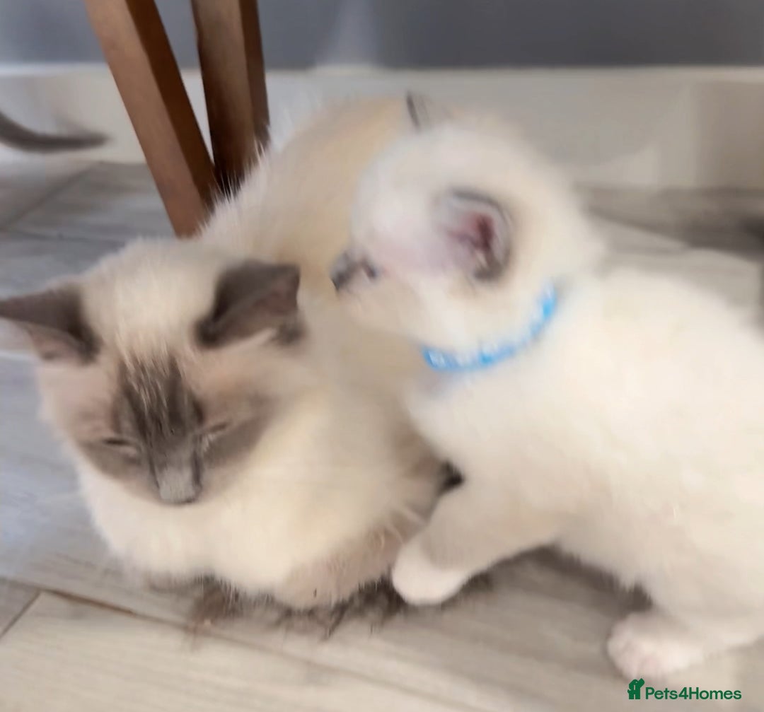 Ragdoll cats for sale: 3 Ragdoll boys - Image 4