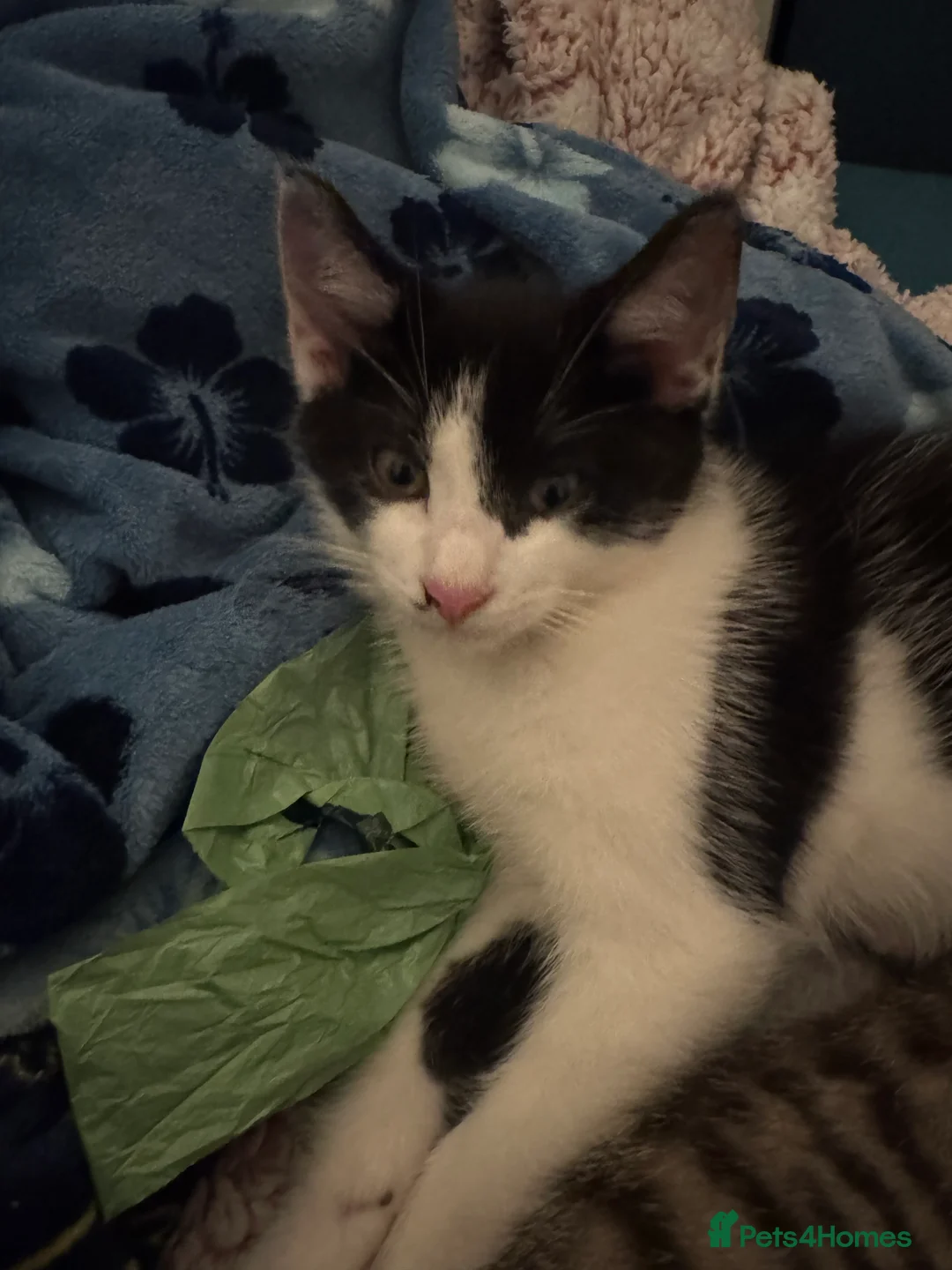 Domestic Shorthair cats for sale: Litter of 4 Healthy Domestic Shorthair Kittens  - Advert 2