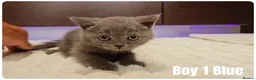 Scottish Fold cats for sale: Scottish Fold & Scottish Straight Kittens  🐾 - Advert 12