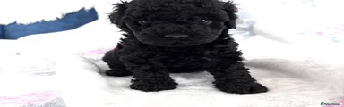 Mixed Breed 2