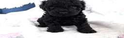 Mixed Breed dogs for sale: Toy / Mini  tiny puppies absolutely stunning!  - Advert 20