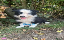 Border Collie dogs for sale: Border collie pups for sale  - Image 4