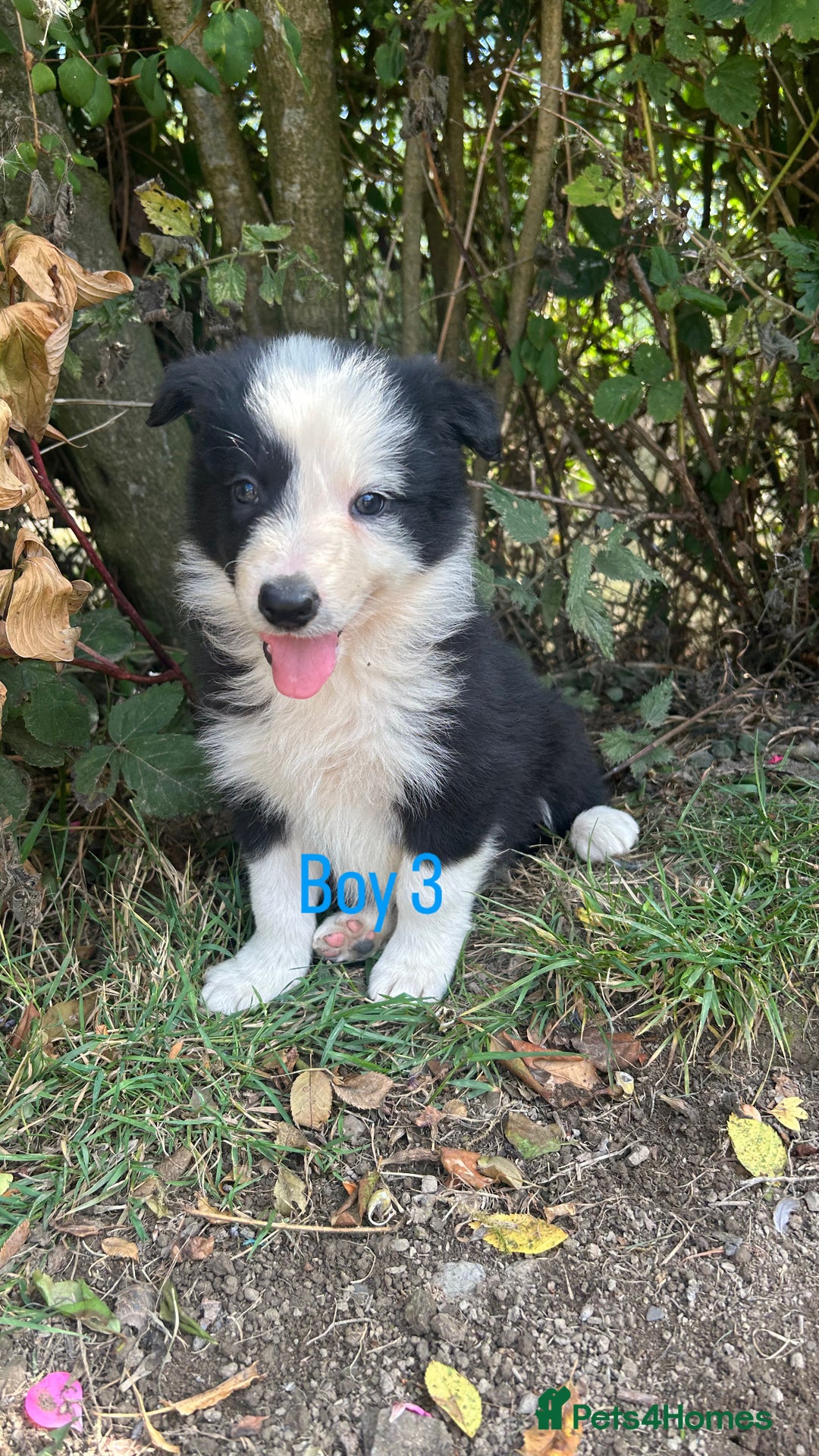 Border Collie dogs for sale: Border collie pups for sale  - Image 4