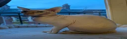 Sphynx cats for stud: Beautiful Sphynx for STUD - Advert 3