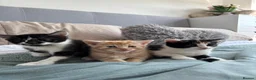 Mixed Breed cats for sale: Lovely playful kittens - Advert 2