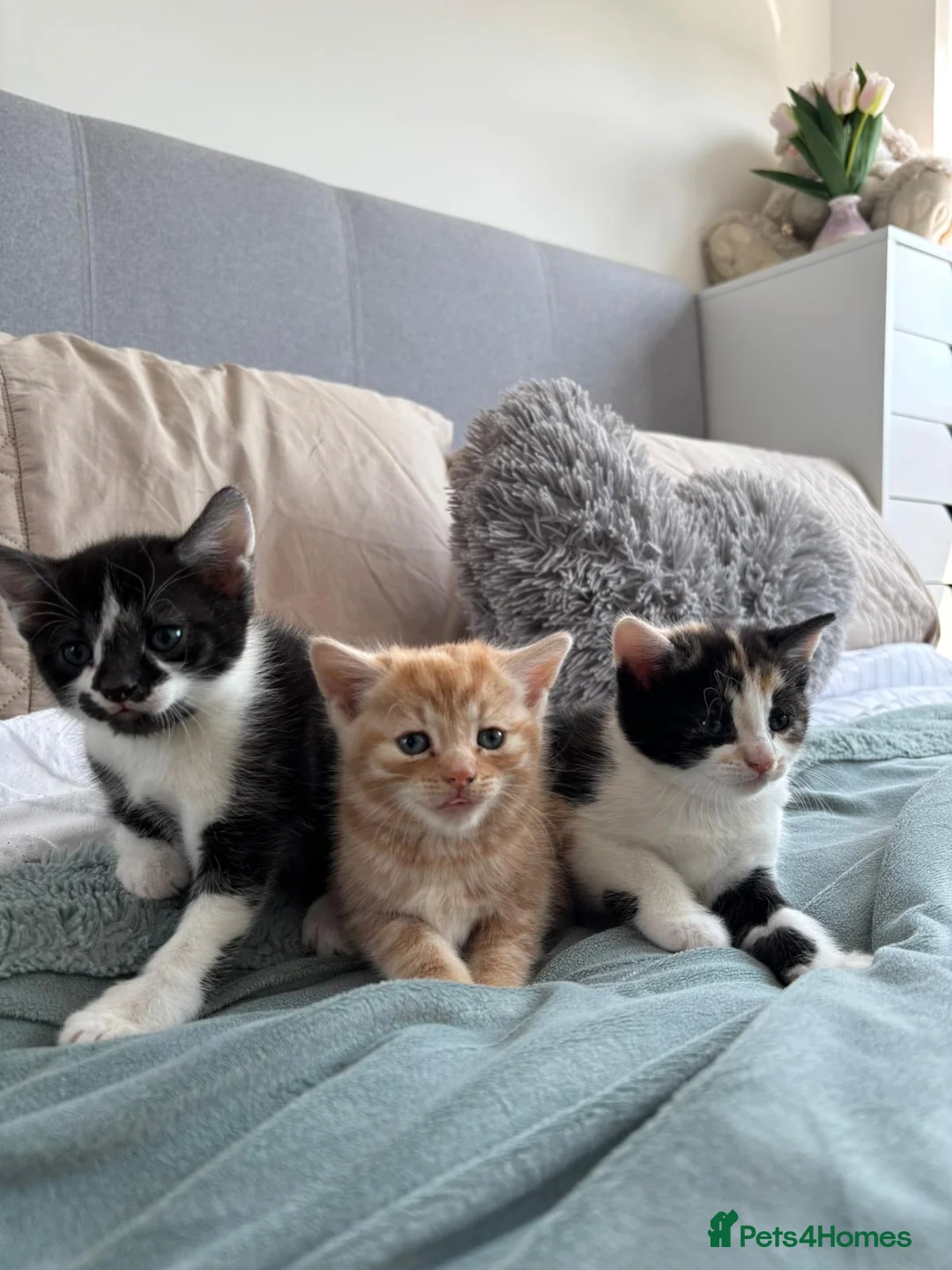 Mixed Breed cats for sale: Lovely playful kittens - Advert 2