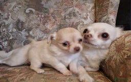 Chihuahua dogs for sale: Long coat Chihuahua puppies  - Image 5
