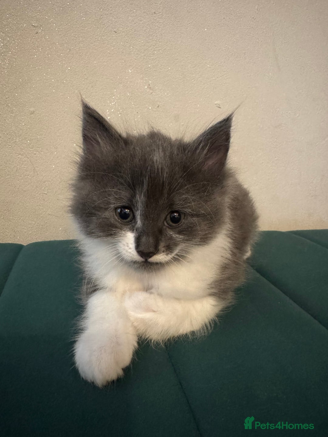 Ragdoll cats for sale: Beautiful ragdolls for sale  - Image 5