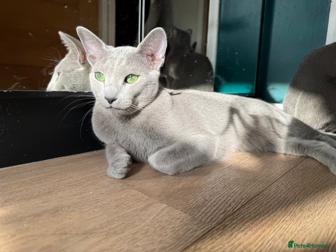 Russian Blue cats for sale: Lovely full pedigree Russian Blue 1.5 years old - Image 2
