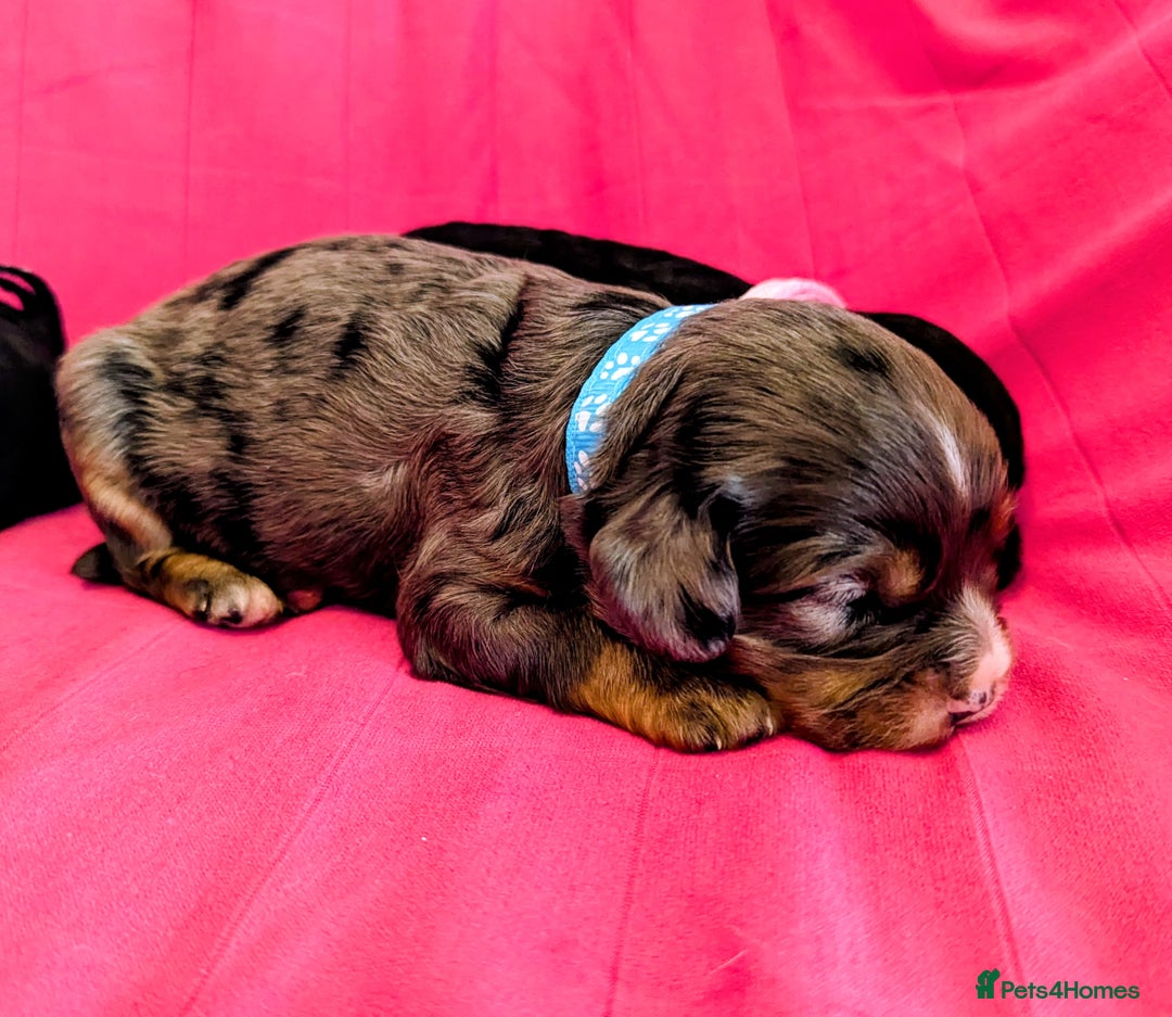 Cavapoo dogs for sale: Beautiful Phantom Merle and Phantom Cavapoos - Image 28