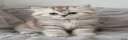 Persian cats for sale: Persian Kitten  - Advert 4