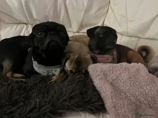 Pug dogs Stunning black tan male pug for stud - Advert 7