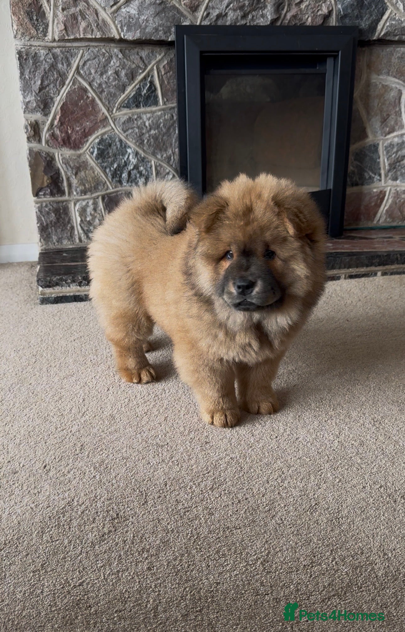 Chow Chow dogs READY TO LEAVE NOW last girl! Chow Chow Puppies - Advert 3